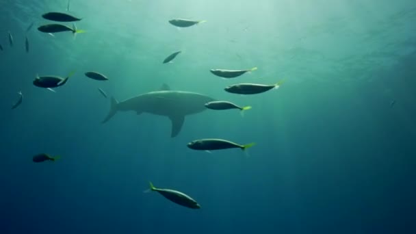 Requin blanc sur l'île de Guadalupe — Video