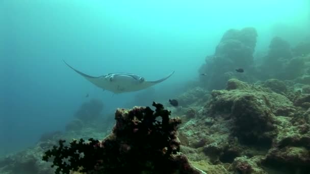 Manta ray vliegen over koraalrif — Stockvideo