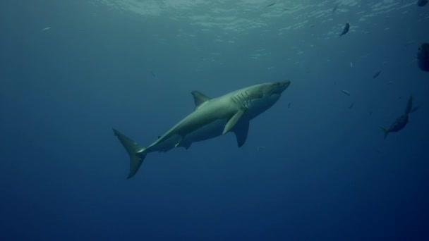 Белая акула на острове Гуадалупе — стоковое видео