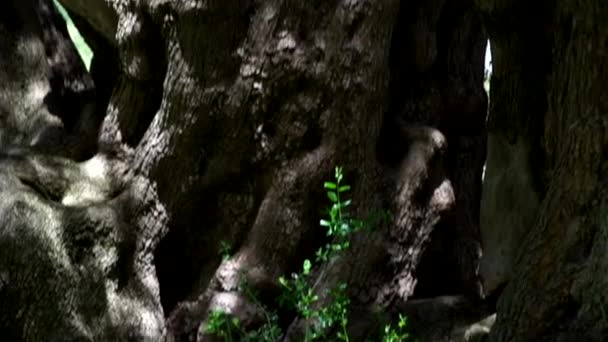 Old olive tree in Sardinia — Stock Video