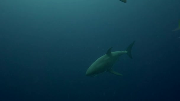 Requin blanc sur l'île de Guadalupe — Video