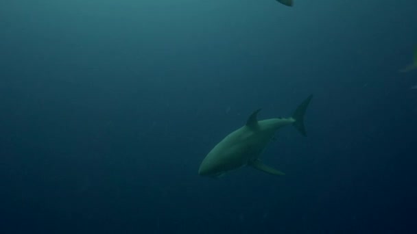 bílý žralok v Guadalupe island