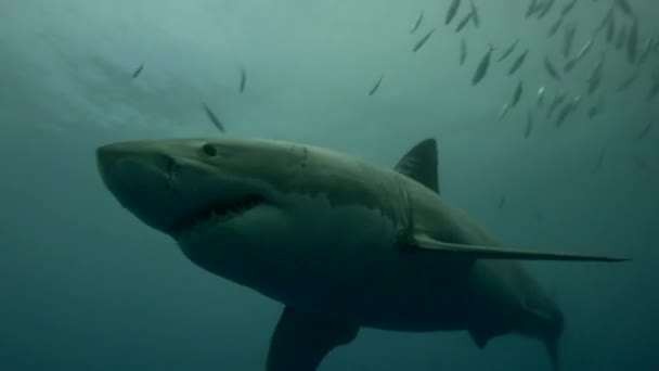 Tiburón blanco en la isla de Guadalupe — Vídeo de stock