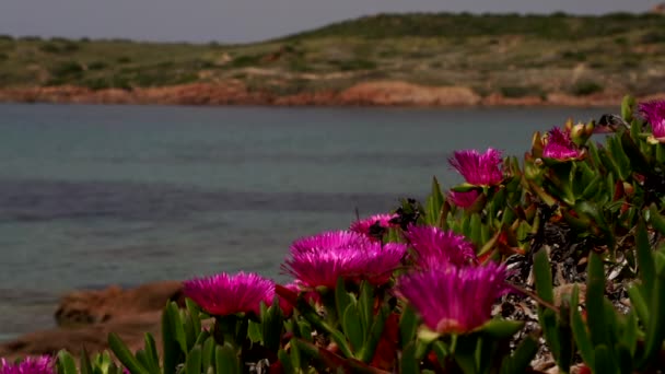 Побережье Сардинии весной — стоковое видео