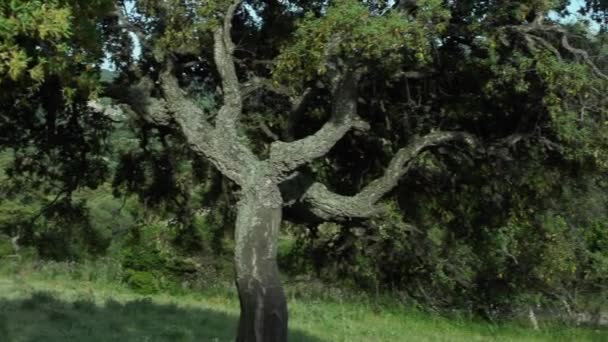 Roble de corcho viejo — Vídeo de stock