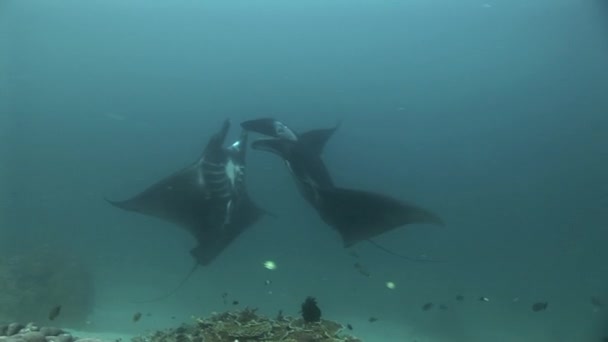 Manta rayos bailando — Vídeos de Stock