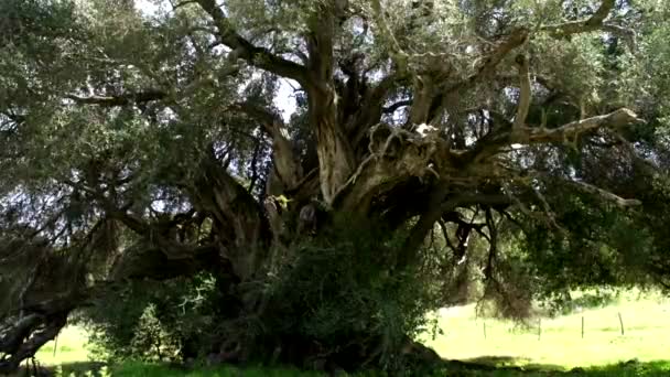 Old olive tree in Sardinia — Stock Video