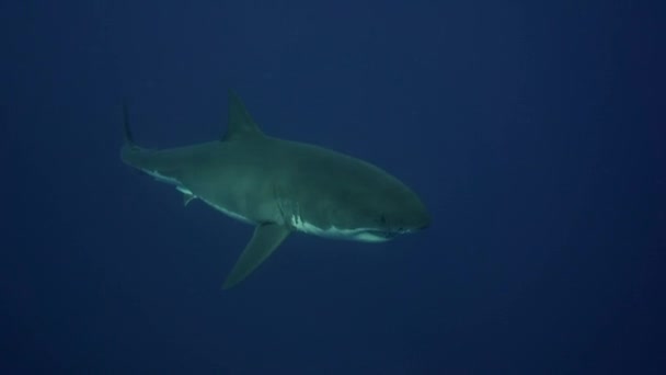 Bílý žralok v Guadalupe island — Stock video