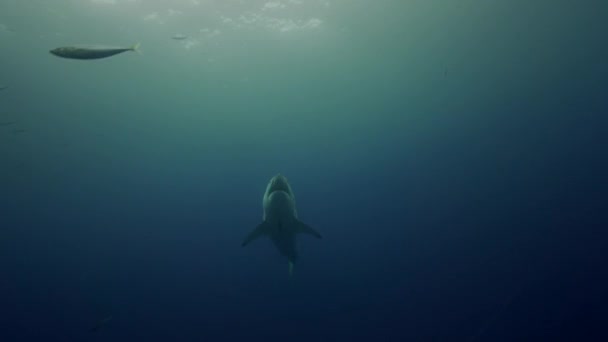 Tubarão branco na ilha de Guadalupe — Vídeo de Stock