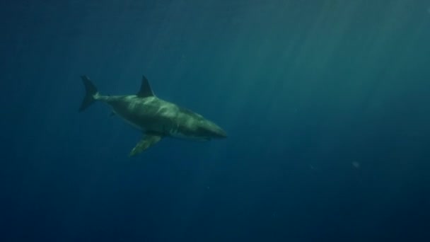 Tiburón blanco en la isla de Guadalupe — Vídeo de stock