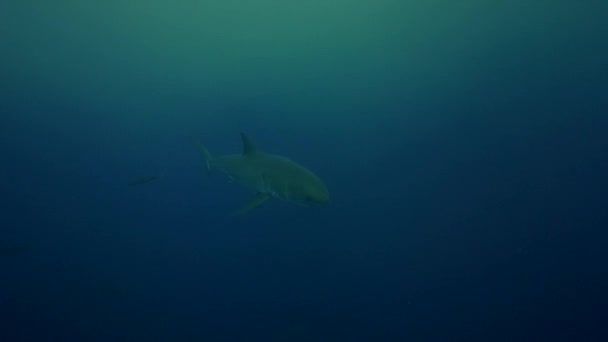 Requin blanc sur l'île de Guadalupe — Video