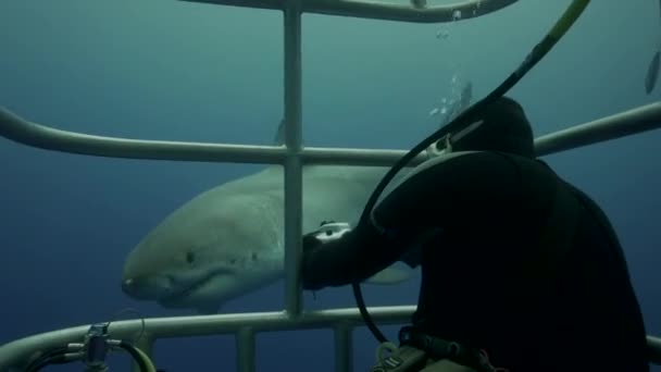 Divers in a cage observe shark — Stock Video