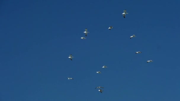 Suegulls vliegen in de lucht — Stockvideo