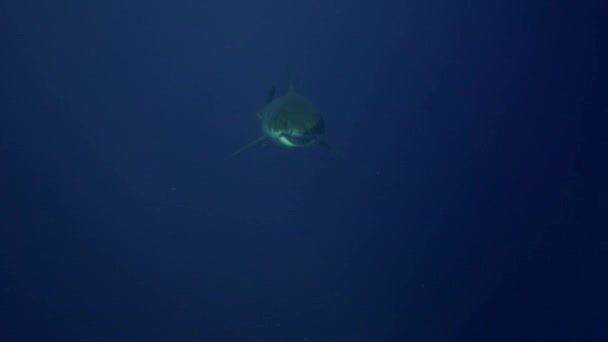 Tiburones blancos en la isla de Guadalupe — Vídeos de Stock