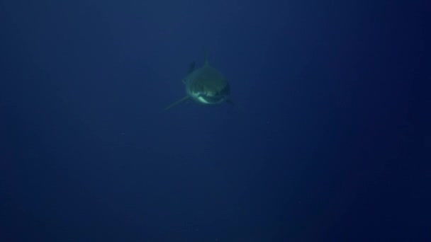 fehér cápa a Guadalupe-sziget