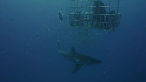 Duikers in een kooi observeren haai — Stockvideo
