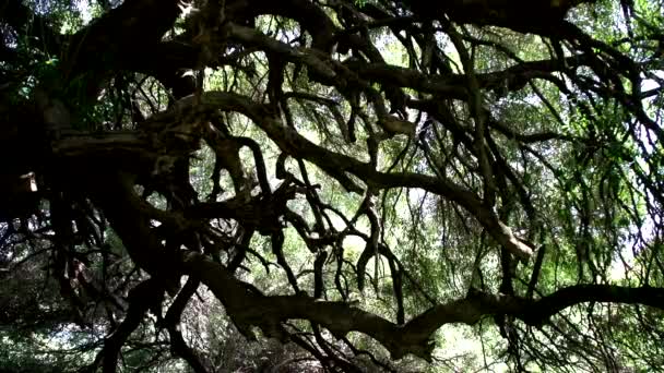 Old olive tree in Sardinia — Stock Video