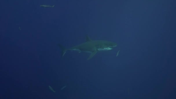 Bílý žralok v Guadalupe island — Stock video