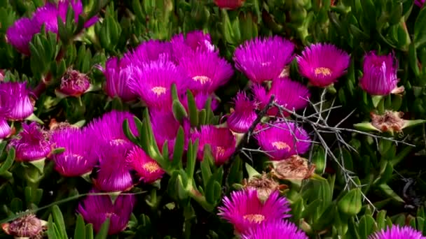 Kustlijn met bloemen, Sardinië — Stockvideo