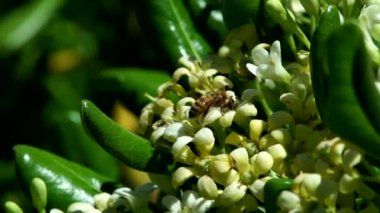arı bir çiçek üzerinde oturan ve uzak uçar , yavaş hareket atış