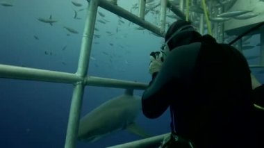 Dalgıçlar bir kafes içinde köpekbalığı gözlemlemek