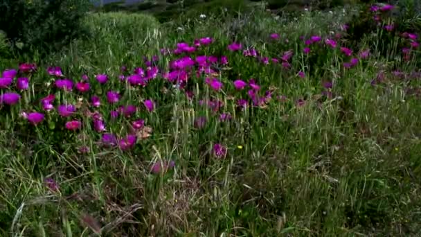 Kust med blommor, Sardinien — Stockvideo