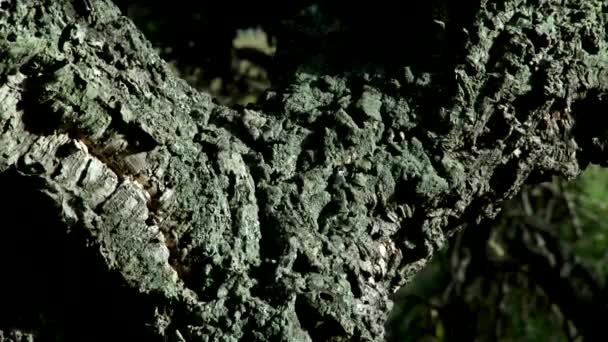 Sardinya meşe ağacı — Stok video