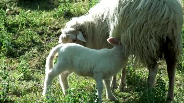 Lamb drinking milk — Stock Video