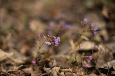 Çiçeklerdeki doğanın güzelliği
