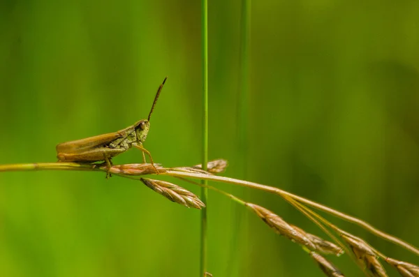 Gräshoppa — Stockfoto