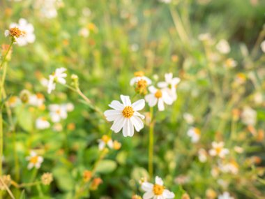 Bulanık yeşil arkaplanı olan beyaz çiçekleri kapat