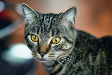 Sarı gözlü bir kedi dikkatle bakıyor.