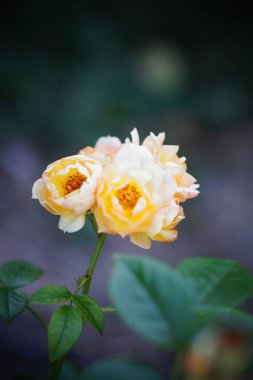 Bahçedeki sarı gül                