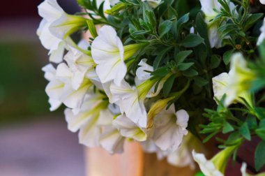 Pencere kenarında duran bir tencerede beyaz petunya