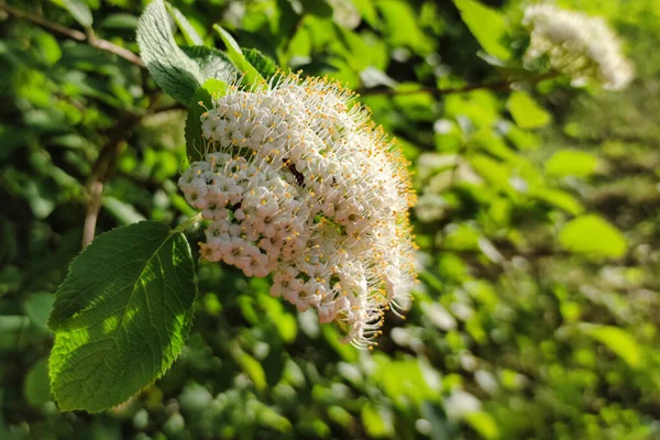 Ανθισμένα Λευκά Λουλούδια Viburnum Lantana Λουσμένα Στον Ήλιο — Φωτογραφία Αρχείου