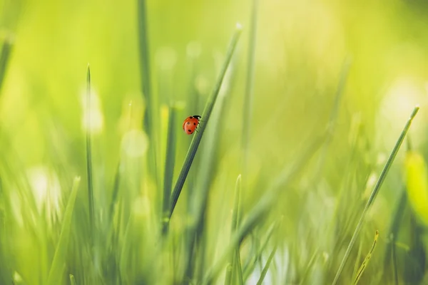 Coccinelle sur herbe verte — Photo