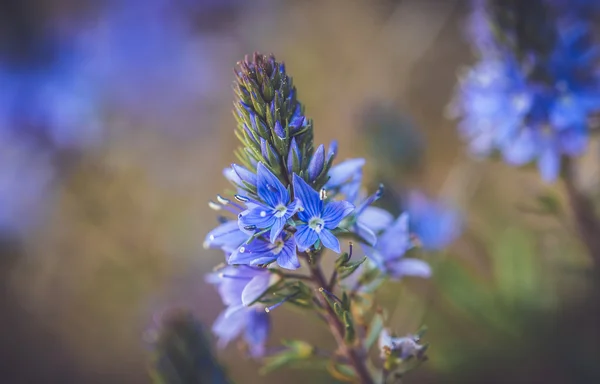 Fleurs de printemps fleur — Photo