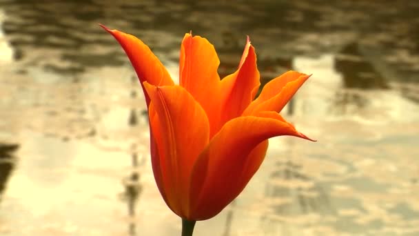 Světlé holandskou Tulipán