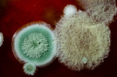 Kalıbın kahverengi arkaplandaki yakın görüntüsü