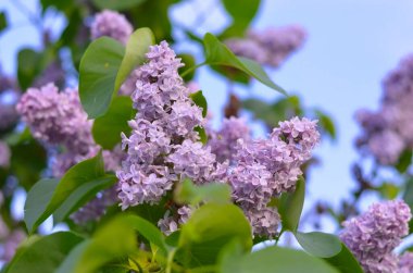 Terry yaz gününde çiçek açan leylak