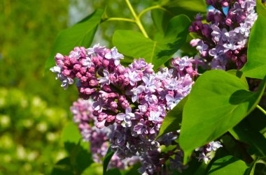 Terry yaz gününde çiçek açan leylak