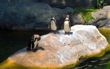 Penguenler Barselona Hayvanat Bahçesinde, İspanya