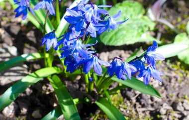 İlkbaharda ormanda açan mavi kardamlaları