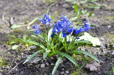 İlkbaharda ormanda açan mavi kardamlaları