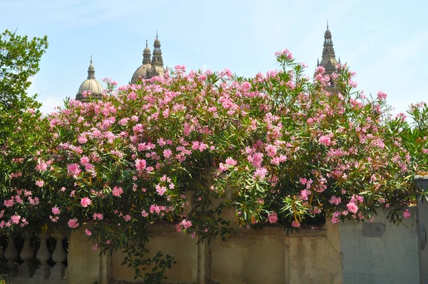 Bloemen Achtergrond Van Het Nationaal Paleis Montjuic Hill Barcelona Spanje — Stockfoto