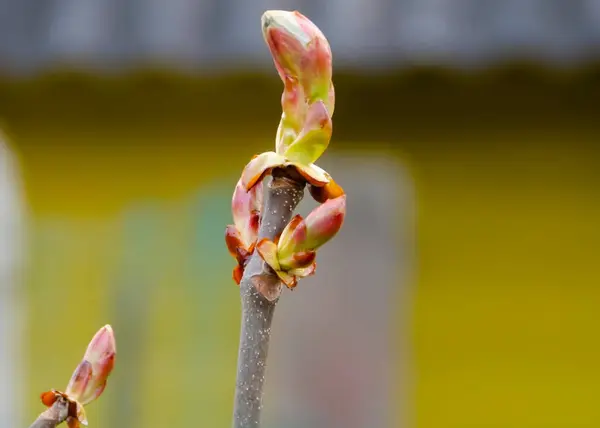 Austreibender Kastanienzweig Frühjahr — Stockfoto