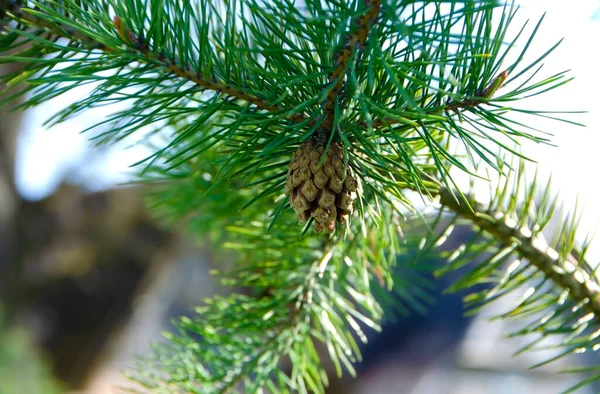 Cône Pin Sur Une Branche Pin Printemps — Photo