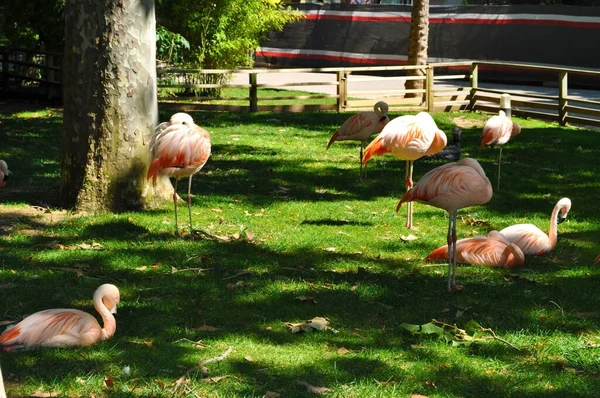 Barcelona España Junio 2019 Flamencos Zoológico Barcelona — Foto de Stock