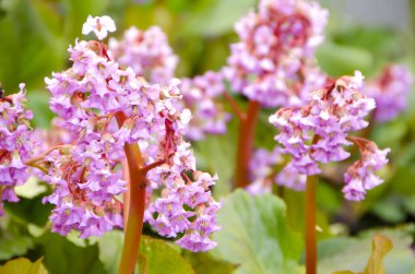 İlkbaharda açan pembe çiçekler