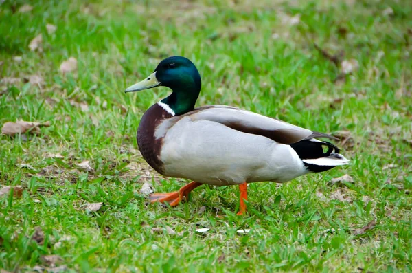 鸭鸭鸭在草地上散步 — 图库照片